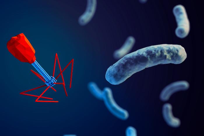 Les bactériophages sont une solution naturelle contre la résistance aux antibiotiques