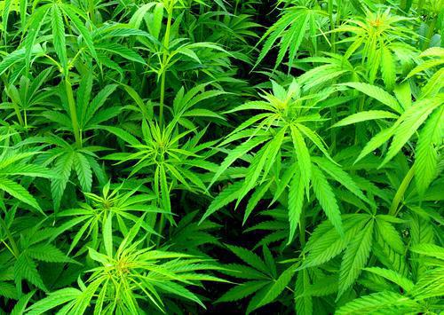 Cannabis : Terra Nova présente son modèle pour légaliser