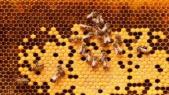 Blessures, plaies, maladies : l'incroyable pouvoir des abeilles sur notre santé