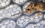 Hantavirus : et si l'évolution du climat changeait aussi les maladies ?