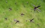 Chikungunya à La Réunion : un cas importé en Guadeloupe