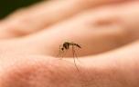 L'arme anti-moustique : avec ce médicament, votre sang les empoisonne ! 