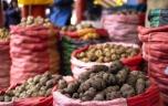 La pomme de terre apporte-t-elle une protection génétique aux problèmes digestifs ?