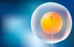 Y a-t-il un lien entre FIV et risque de cancer ? 