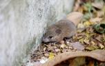 Trois morts contaminés sur un bateau de croisière : c’est quoi le hantavirus ?