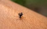 Chikungunya à la Réunion : le centre hospitalier a besoin de renforts 