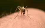 Chikungunya à La Réunion : le bilan passe à neuf morts