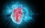 On sait pourquoi le cœur n’est pas touché par le cancer 