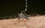 Chikungunya : bientôt un vaccin ?