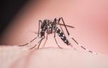 Chikungunya : quels sont les facteurs de risque des formes chroniques ?
