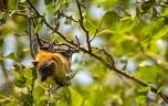 Nipah : pourquoi le risque de propagation est faible, selon l’OMS 