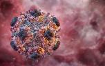 Hantavirus : la souche identifiée chez la passagère française est déjà connue 
