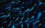 Baisse de la fertilité masculine : et si la solution était les parabiotiques ?