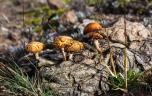 Cette substance présente dans les champignons hallucinogènes pourrait soigner la dépression 