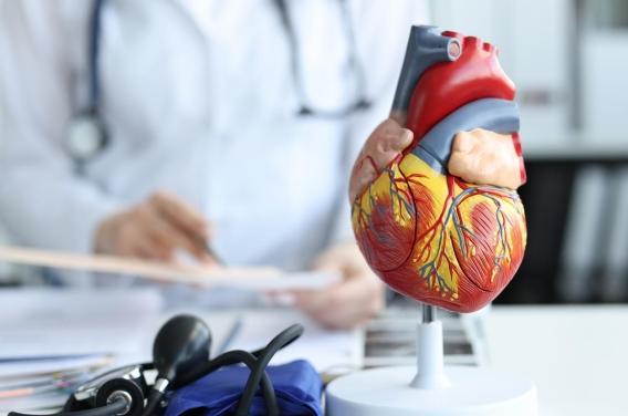 La cardiomyopathie hypertrophique : un tueur  ...