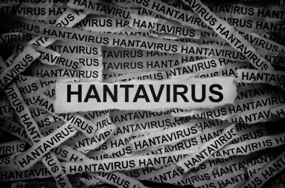 Hantavirus sur un bateau : l’OMS écarte le ...