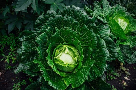 Cancer : manger des choux pour booster l’efficacité de l’immunothérapie 
