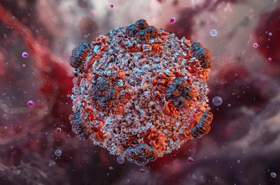 Hantavirus : quels sont les critères pour être désigné cas contact ?