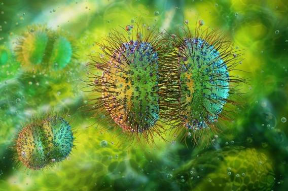 Cas de méningite sur un bateau en Bretagne : ...