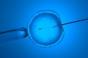 FIV : les embryons congelés augmentent les risques de complications pendant la grossesse 
