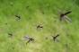 Chikungunya à La Réunion : un cas importé en Guadeloupe