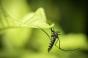 Le moustique-tigre est bien le vecteur de la dengue en France