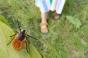 Tiques : on sait enfin où se cachent les bactéries de la maladie de Lyme