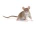 Des cerveaux hybrides avec des cellules de rat et de souris ont été créés