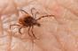 Lyme : pourquoi il faut se méfier des tiques jusque dans les maisons 