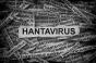 Hantavirus sur un bateau : l’OMS écarte le risque de pandémie