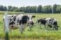 Grippe aviaire : des cas « sans précédent » détectés chez des vaches aux Etats-Unis