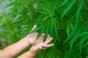 Cannabis : les intoxications sont de plus en plus fréquentes et graves chez les moins de 6 ans