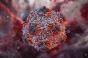 Hantavirus : quels sont les critères pour être désigné cas contact ?