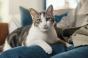 Coup de stress : votre chat ne peut rien pour vous ! 
