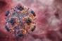 Hantavirus : la souche identifiée chez la passagère française est déjà connue 