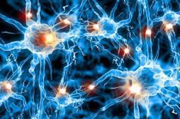 Douleur : seuls 30 neurones gèrent la libération d'ocytocine