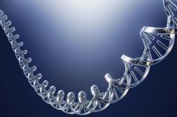 ADN humain de 400 000 ans : une découverte 