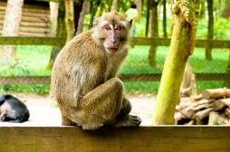 156 macaques porteurs d'un virus mortel euthanasiés dans les Landes