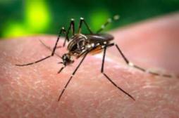 Dengue : un deuxième cas autochtone dans le Var