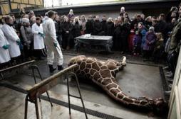 Danemark : pourquoi une seconde girafe pourrait être abattue 