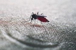 Chikungunya : la région PACA reste la plus touchée en métropole 