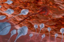 Un gène clé identifié dans la fertilité masculine
