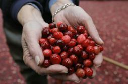 La cranberry, secret de longévité ?