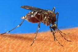 Le génome du chikungunya séquencé par des Français