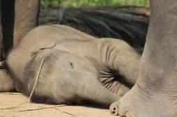 Étudier les éléphants pour comprendre le sommeil humain