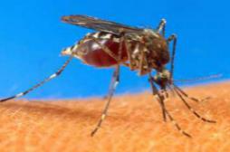 Dengue: la Floride dit non aux moustiques OGM 