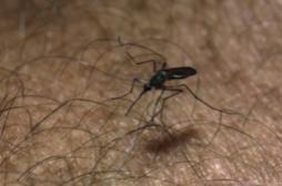 Chikungunya : le nombre de cas augmente aussi en métropole 