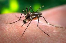 Dengue : le Brésil ouvre une usine à moustiques transgéniques