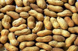 Désensibilisation réussie contre l'allergie à la cacahuète 