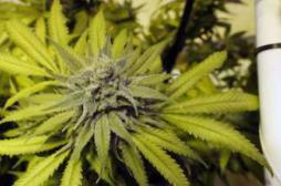 Cannabis médical : les autorisations se feront au cas par cas